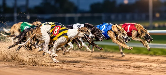 greyground betting